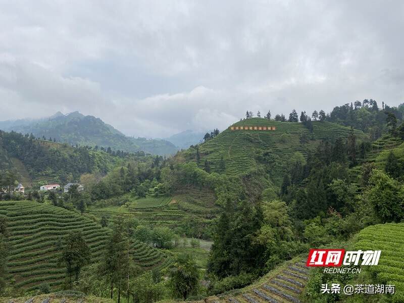 微海报丨第一站：湖南省委理论学习中心组抵达隘口黄金茶园