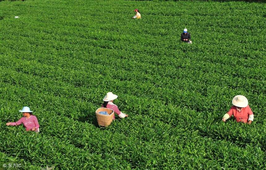 湖北的恩施是世界硒都，「恩施富硒茶」，应运而生