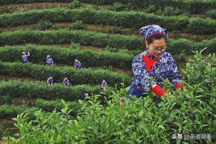 丰收 一一致云峰富硒茶叶