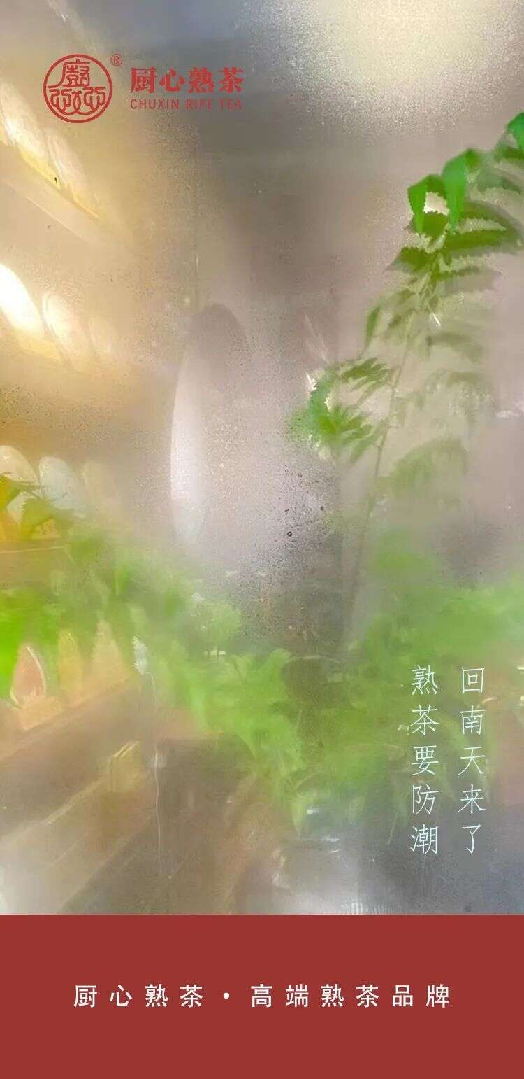 回南天来了，熟茶防潮小妙招