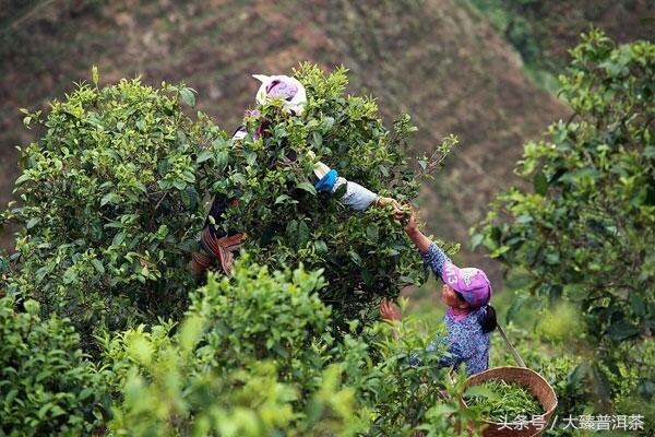 勐库大叶茶的的英豪，勐库名山名寨