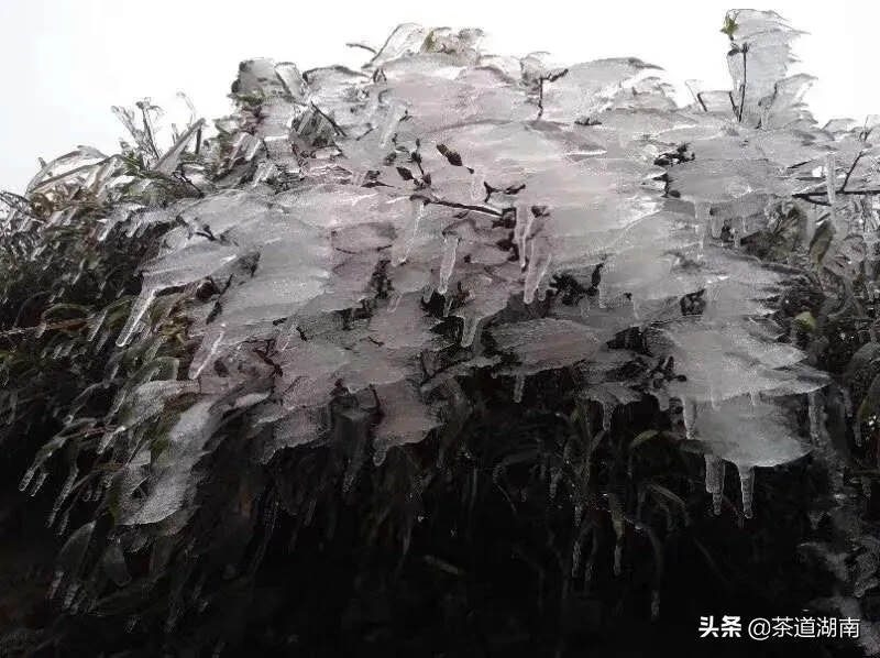 茶文：蒙洱雪芽迎“冬”生长！