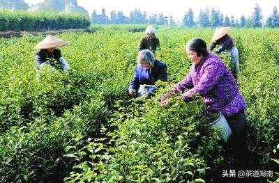 宝庆寻茶记系列之二：平溪江上茶飘香