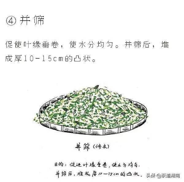 茶知识·白茶是怎样炼成的（工艺篇）