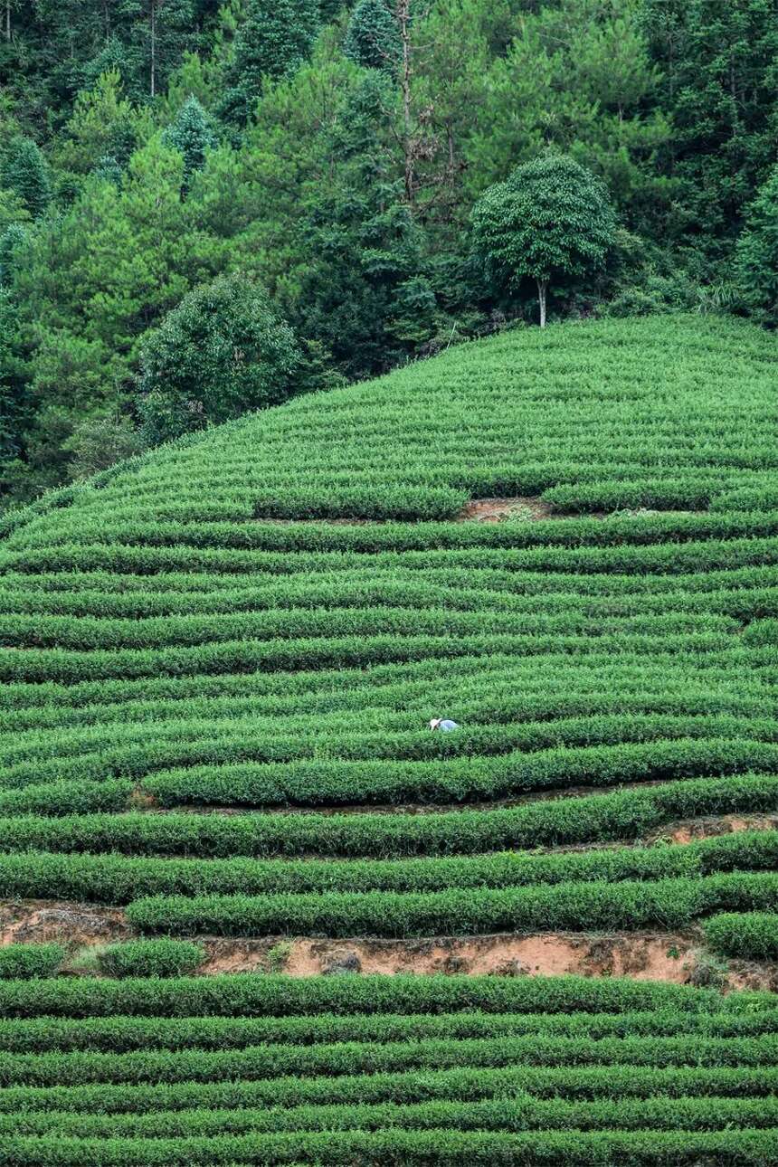 茶友评论精选：都喝茶，我怎么说不出这么一针见血的话，太有才了