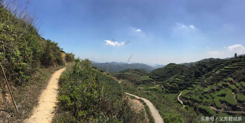 茶农有话说｜十年前，荒山变茶园；十年后，茶园变荒山