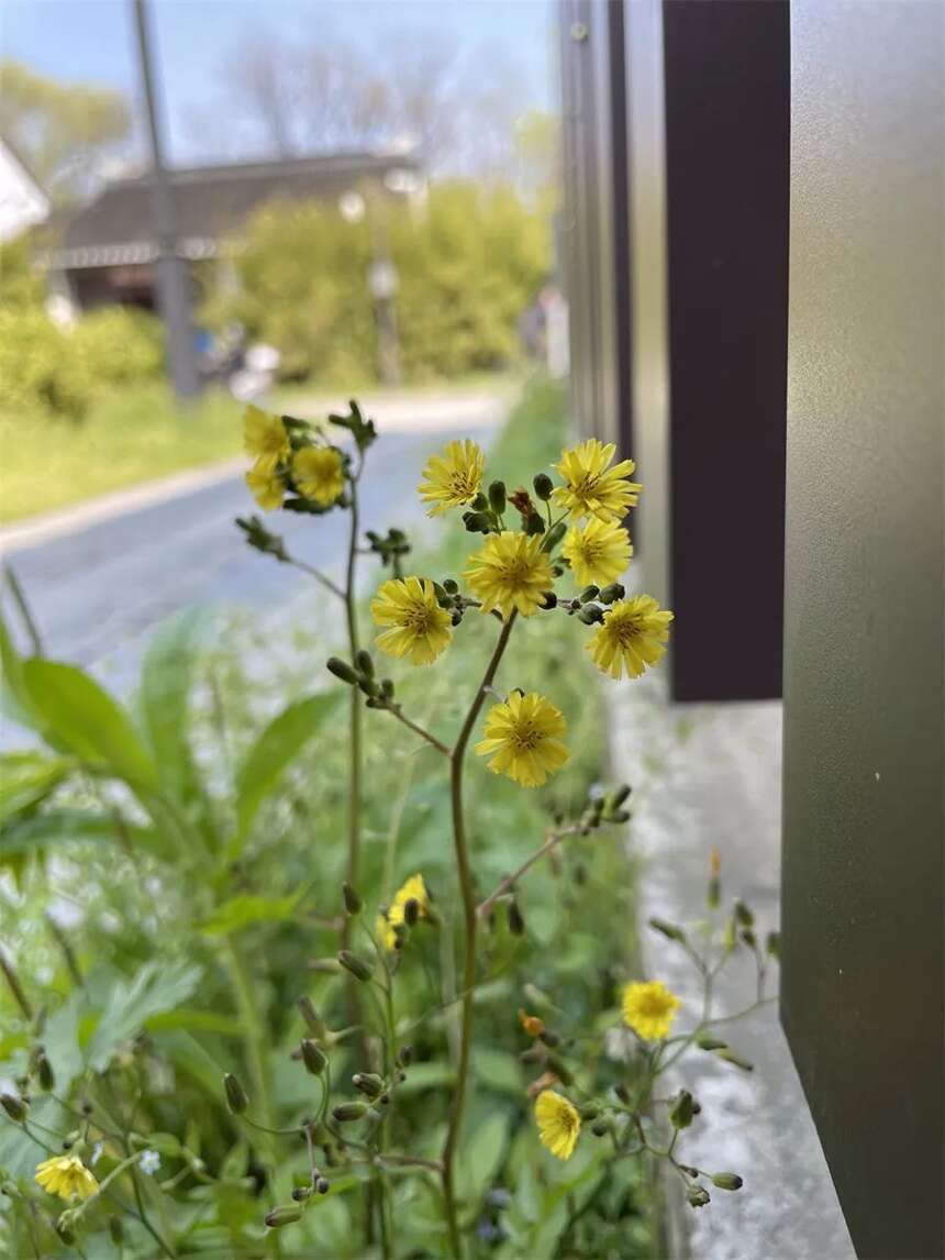 苏州护城河畔不起眼的小花，是我们忽视的另一个春天