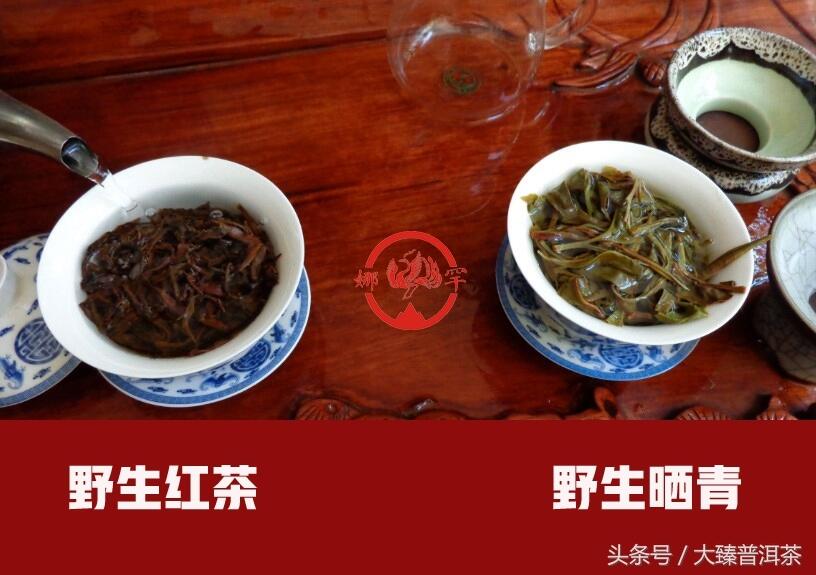 稀有的野生种滇红茶