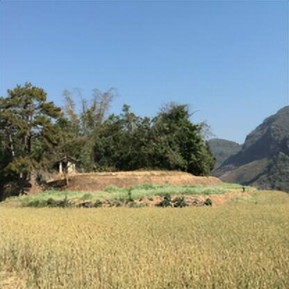 蒂芙特说茶：老海塘古茶山——茶盐之缘