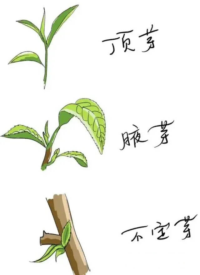 蒂芙特科普：茶树知多少