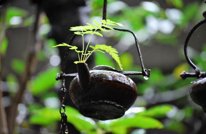 听雨喝茶，悠然于心，选择也是一种机缘