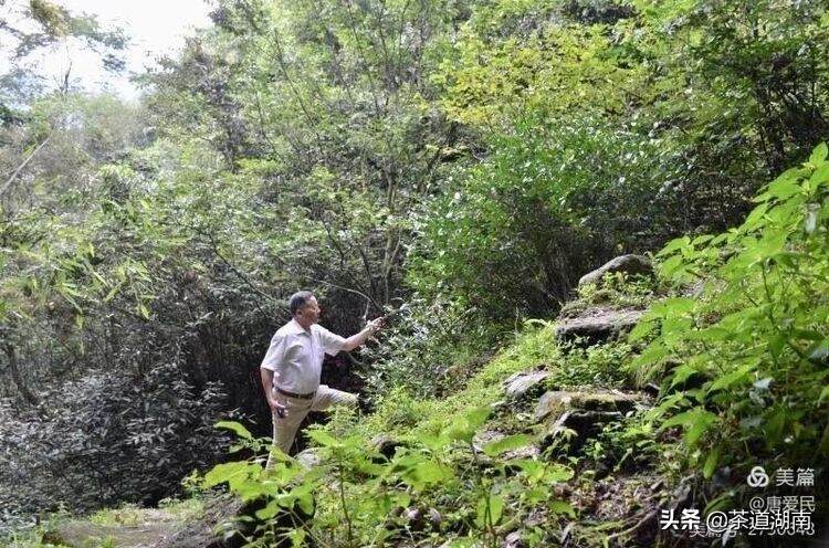 山看张家界，野茶数舜皇山