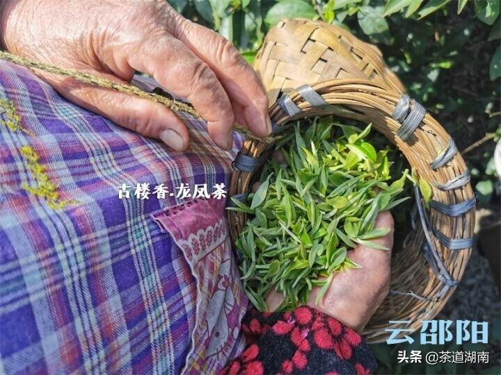 古楼龙凤茶传承人林竹艳：34年诠释制茶人匠心