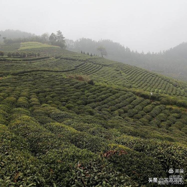 天渠品牌升级，荆竹茶香高远