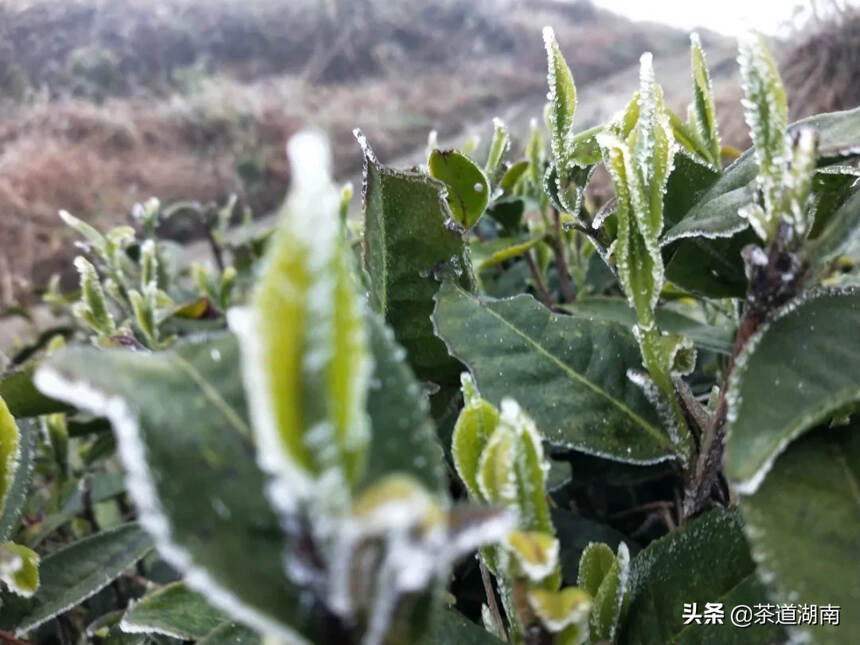 茶文：蒙洱雪芽迎“冬”生长！