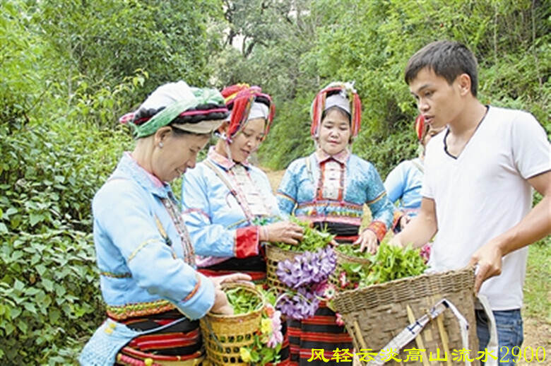 来自孔雀之乡的“回龙茶”，是磨锅绿茶，核心特征“香高回甘”