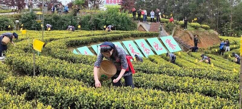 四川旺苍职业中学师生在四川省“川茶”手工制茶技能竞赛中获奖