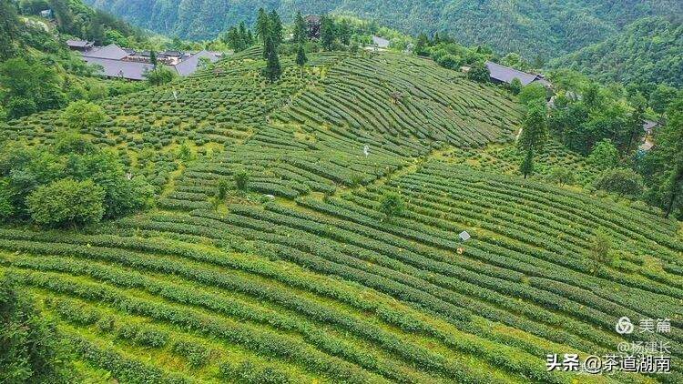 天香茗茶日月光