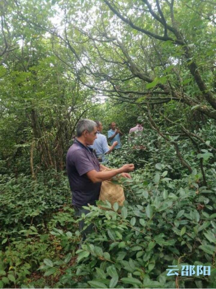 兴盛茶业：坚守匠心 为脱贫攻坚贡献“桂丁”力量