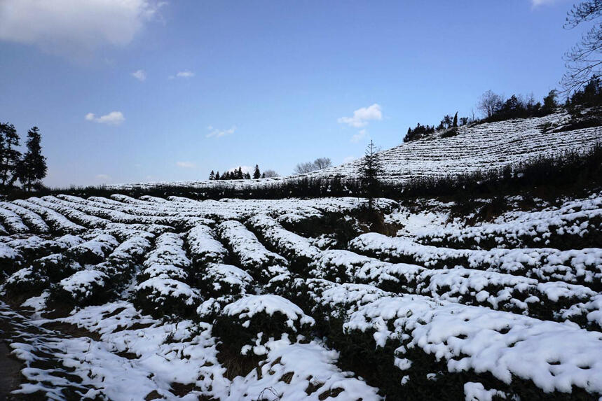 有一种美叫茶山雪景……