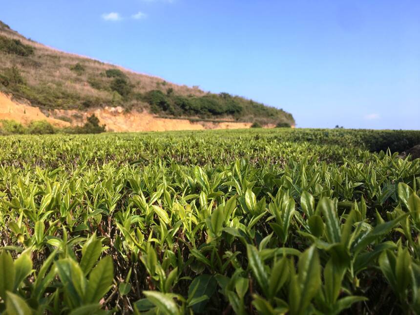 这种乌龙茶产量不多，俗称“透天香”，想不到是乌龙茶里的明前茶