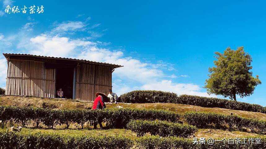 一年茶三年药七年宝的白毫银针多少钱一斤？都有哪些因素影响价格