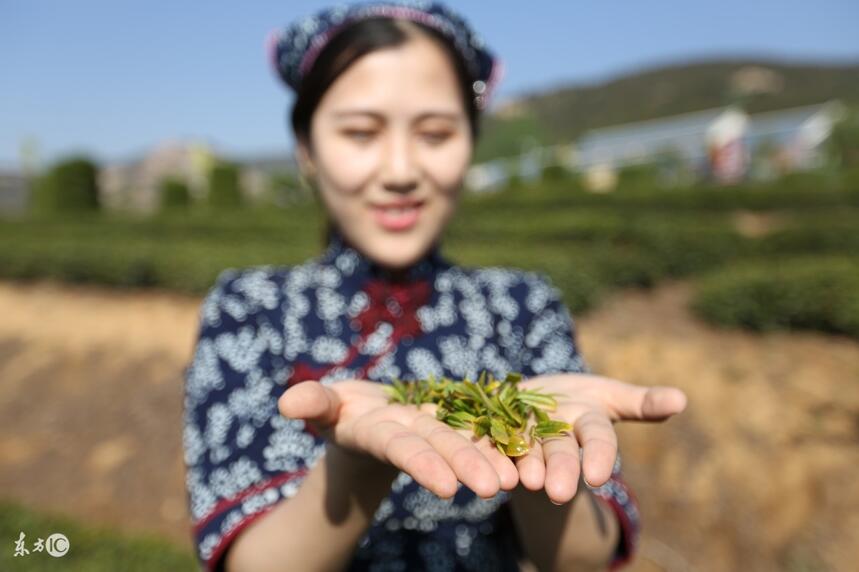 这些优质茶在西北名声大，缘何在江南鲜为人知，成不了全国名茶？