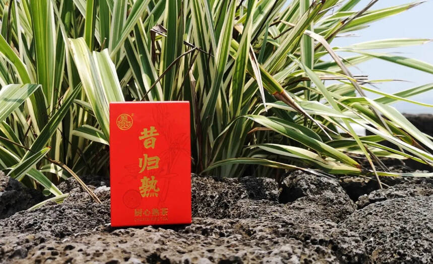 厨心熟茶｜重磅精品「昔归熟」，馥郁蜜兰香