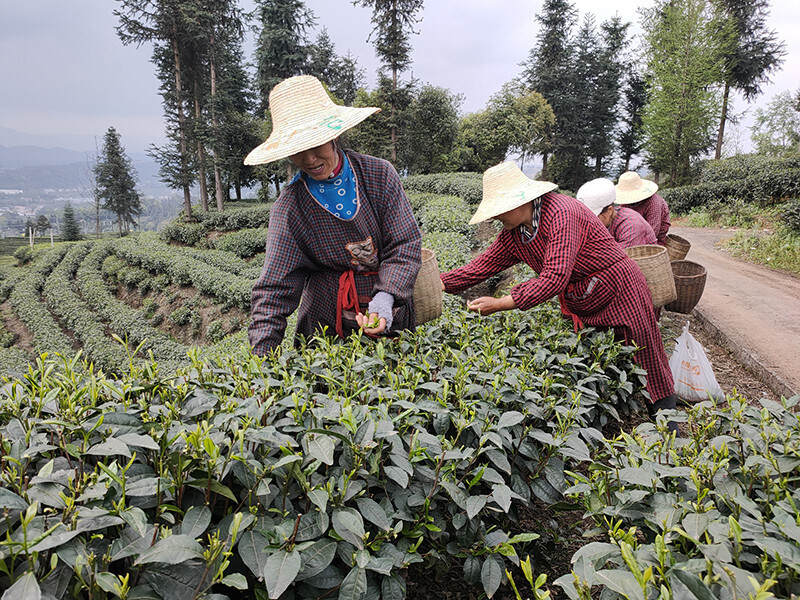 雅安：万亩茶园带领村民走向小康生活