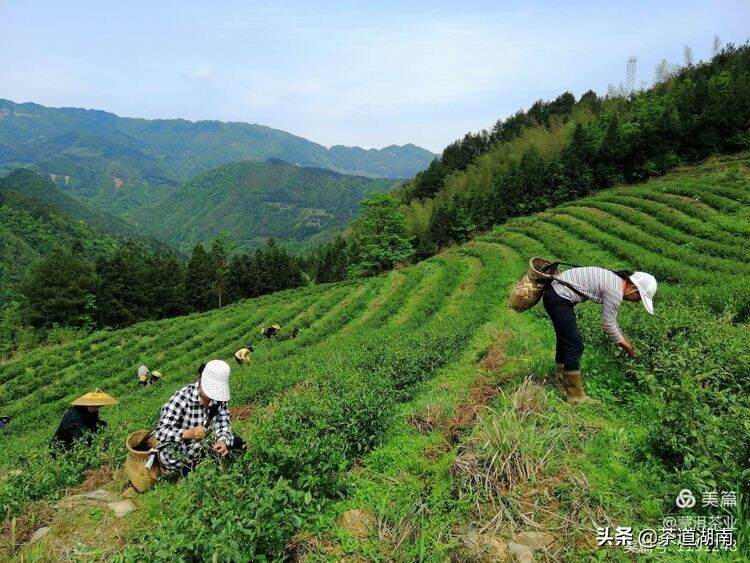 錾字岩千年贡茶园