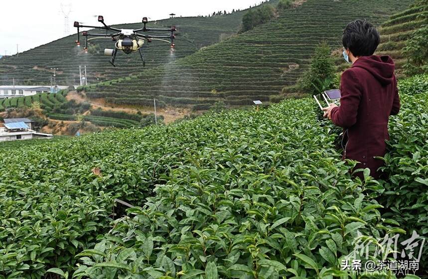 茶农用上无人机