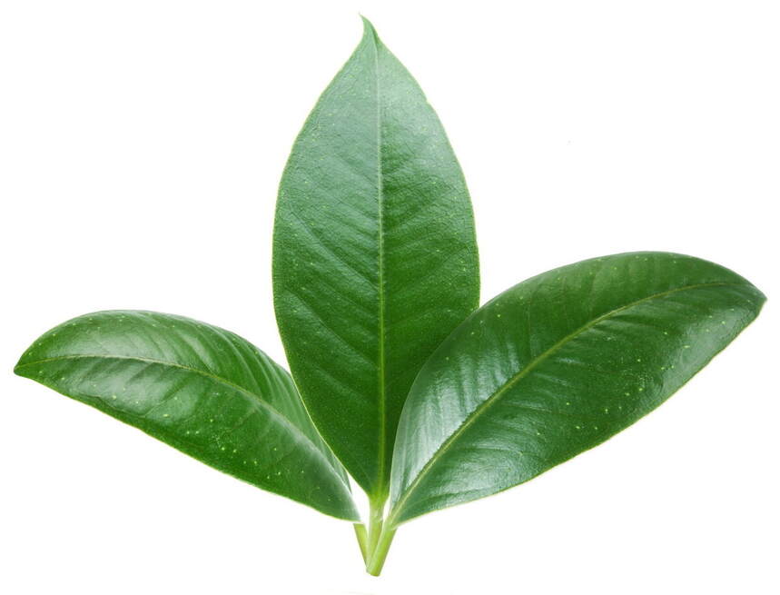这一片片小小的树叶中，蕴含着大大的乾坤，茶叶内含物质的秘密