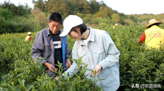 一名返乡硕士的山区“茶园梦”