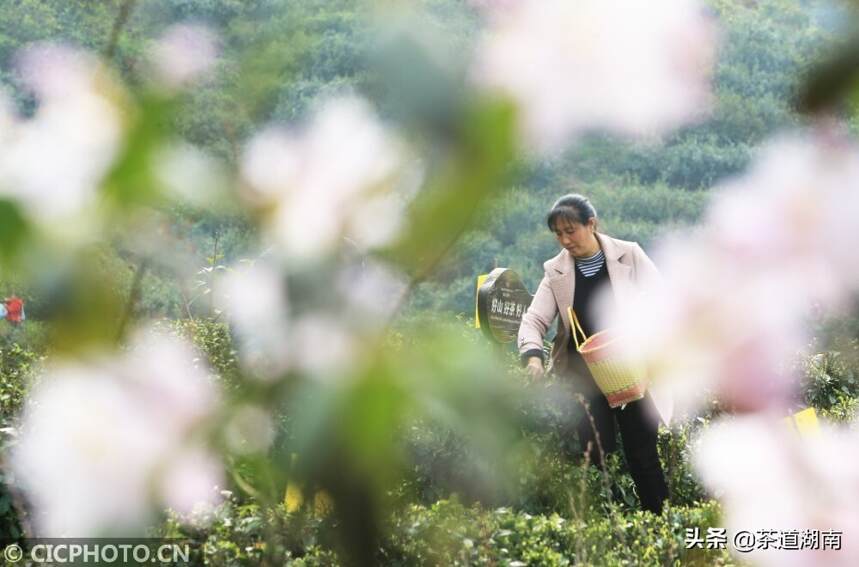 湖南衡阳：高山茶种出脱贫路