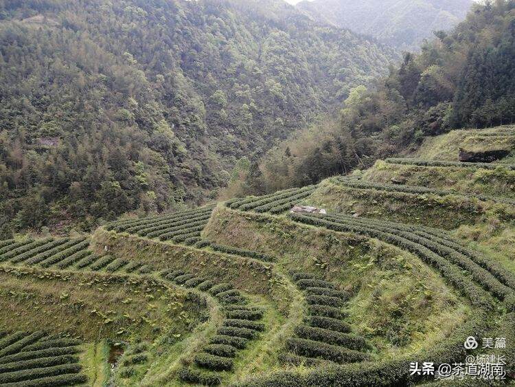 月光茶：写意生命的千古爱恋