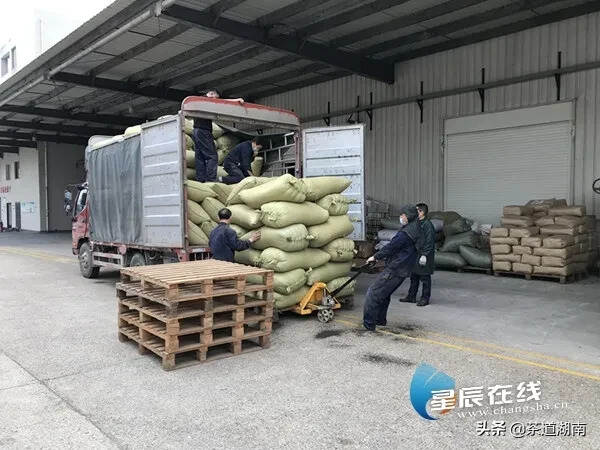 湘茶集团保护价购茶，12万亩茶园开采忙