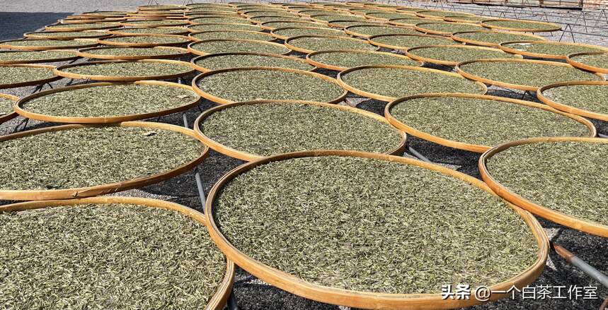 福鼎白茶散茶和茶饼区别，最明显的区别有6个