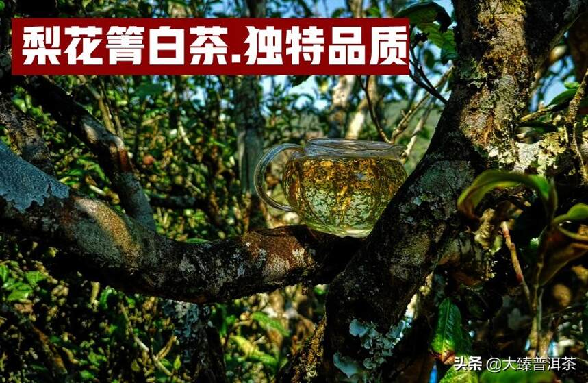 梨花箐古树白茶｜大臻春茶纪.进击2021