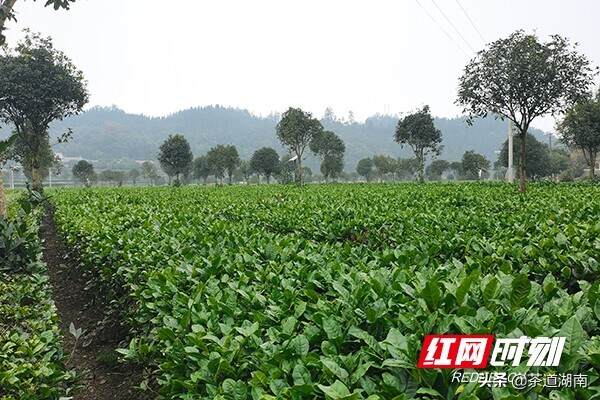 乡村追梦人丨郭淑珍：茶叶+旅游 昔日贫困村迎来大变化