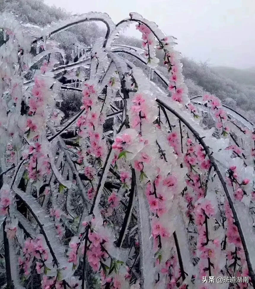 茶文：蒙洱雪芽迎“冬”生长！