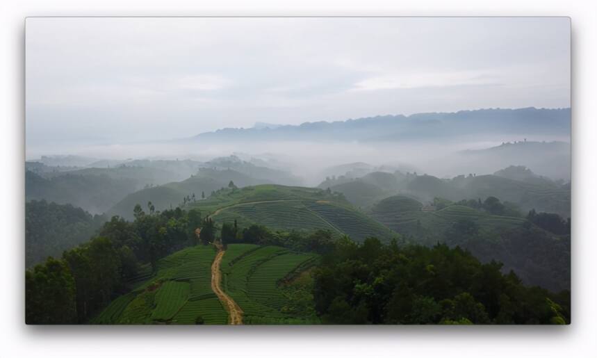 金字招牌 | 茶香天府：一诗一茶 品蒙山甘露