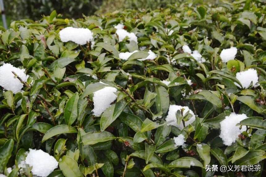 南方下起一场春雪，雪景虽好，可茶农却开心不起来，原因很现实