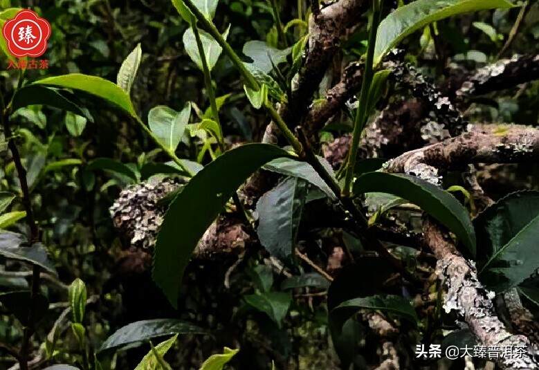 梨花箐古树白茶｜大臻春茶纪.进击2021