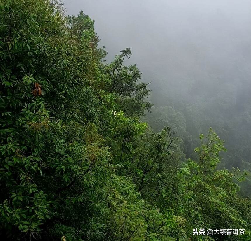 带剑行者：山头茶的脸谱化