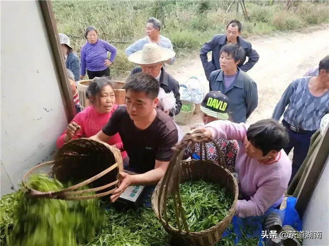 待到满山翠绿时，他在丛中笑