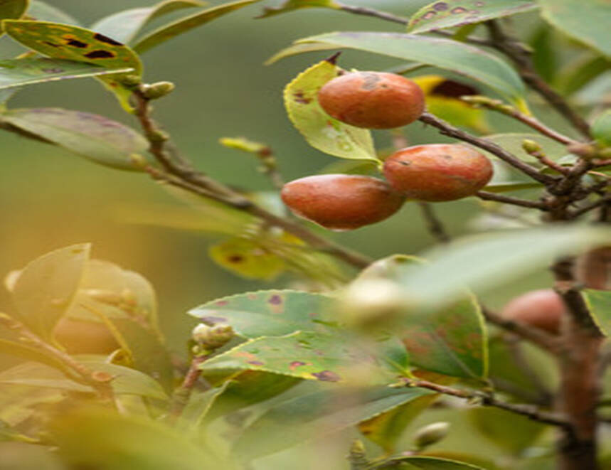 茶树、茶花树、油茶树、3种都带“茶”字的植物，它们是一家人吗