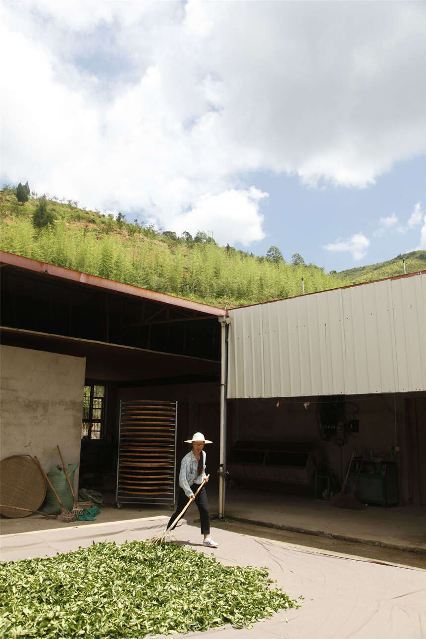 茶山风光无限好，茶农辛勤打拼中，好茶粒粒皆辛苦