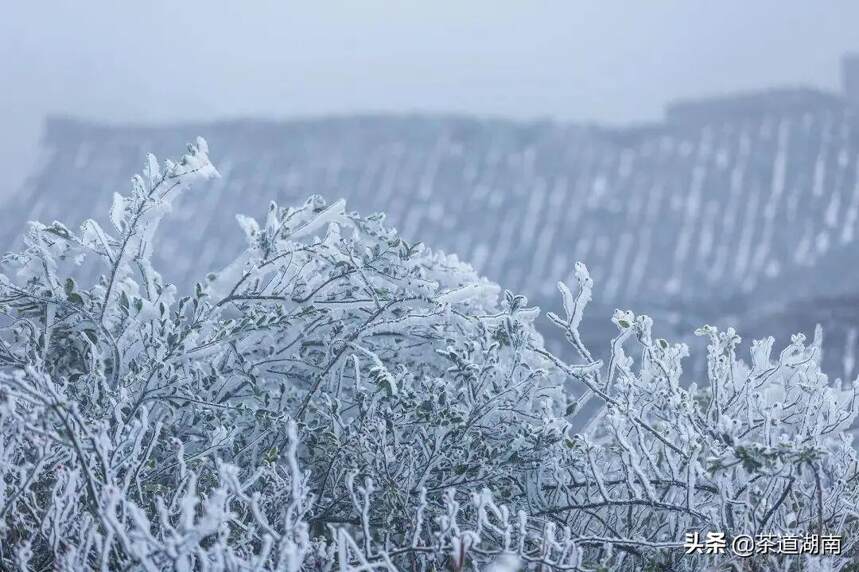 瑞雪兆好茶，看这些银装素裹的茶园就知道！