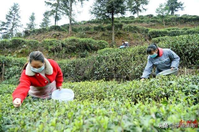 隆回：复工复产茶飘香