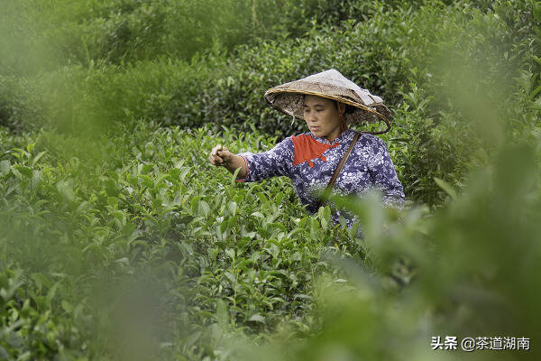 云雾古楼 茶香醉云霞